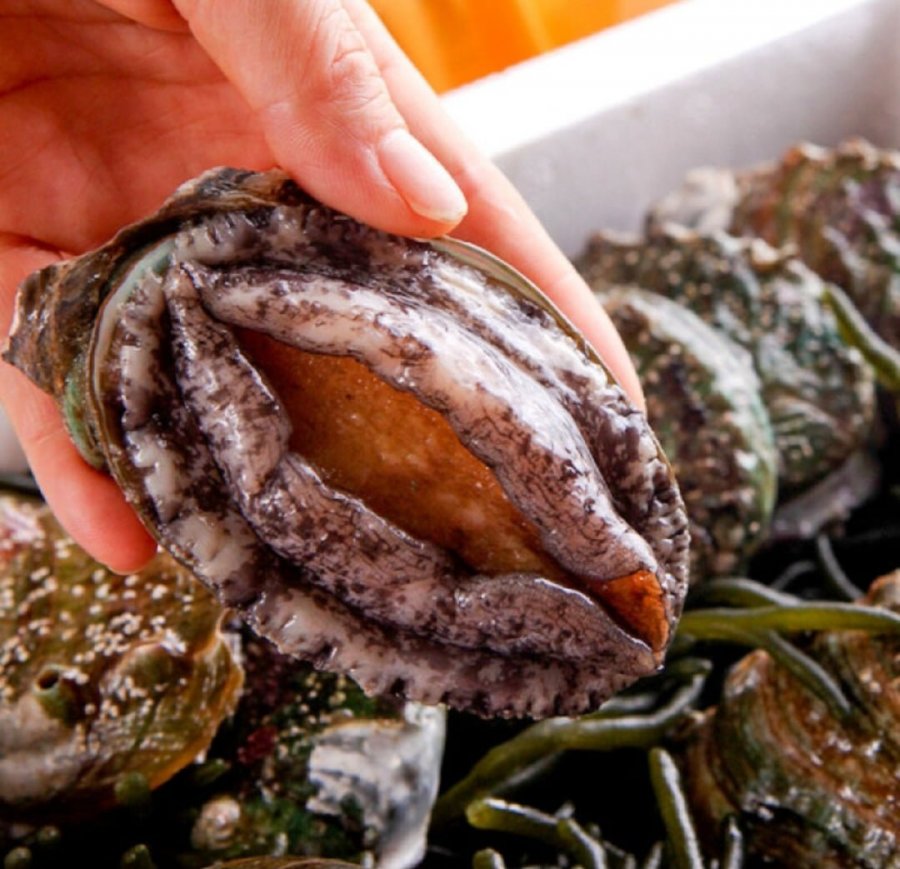 Giao hàng trực tiếp từ trang trại, bào ngư sống Wando 1kg 6-7 miếng (đóng gói oxy)