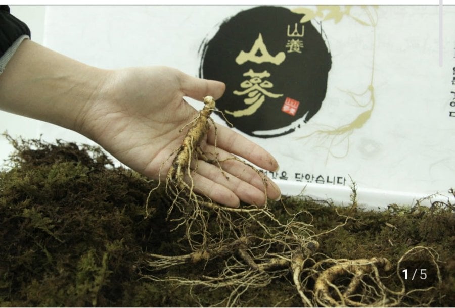 Nhân sâm rừng 8~10 tuổi làm quà