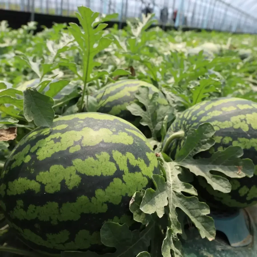 Dưa hấu mật ong nhà 6kg