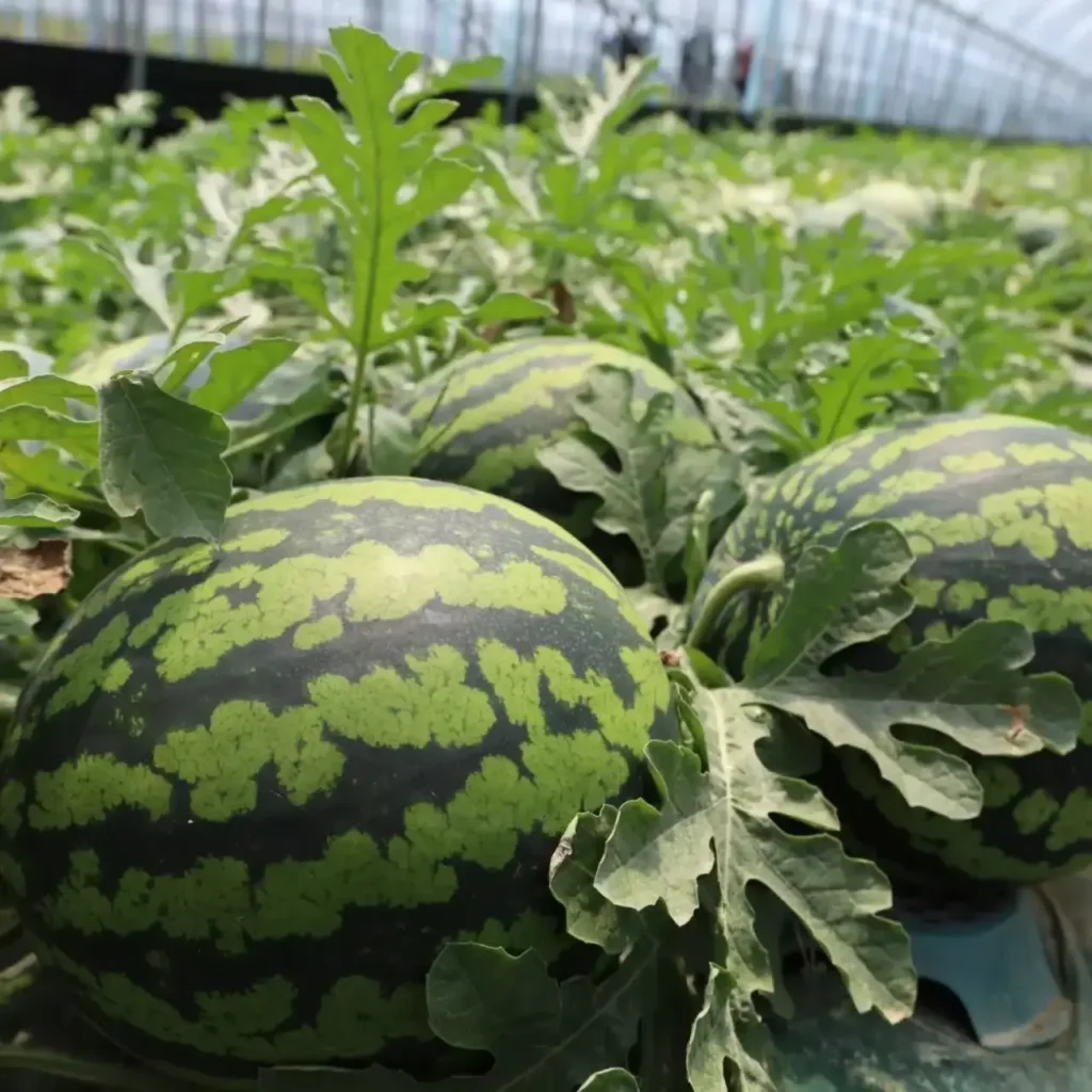 Dưa hấu mật ong nhà 6kg