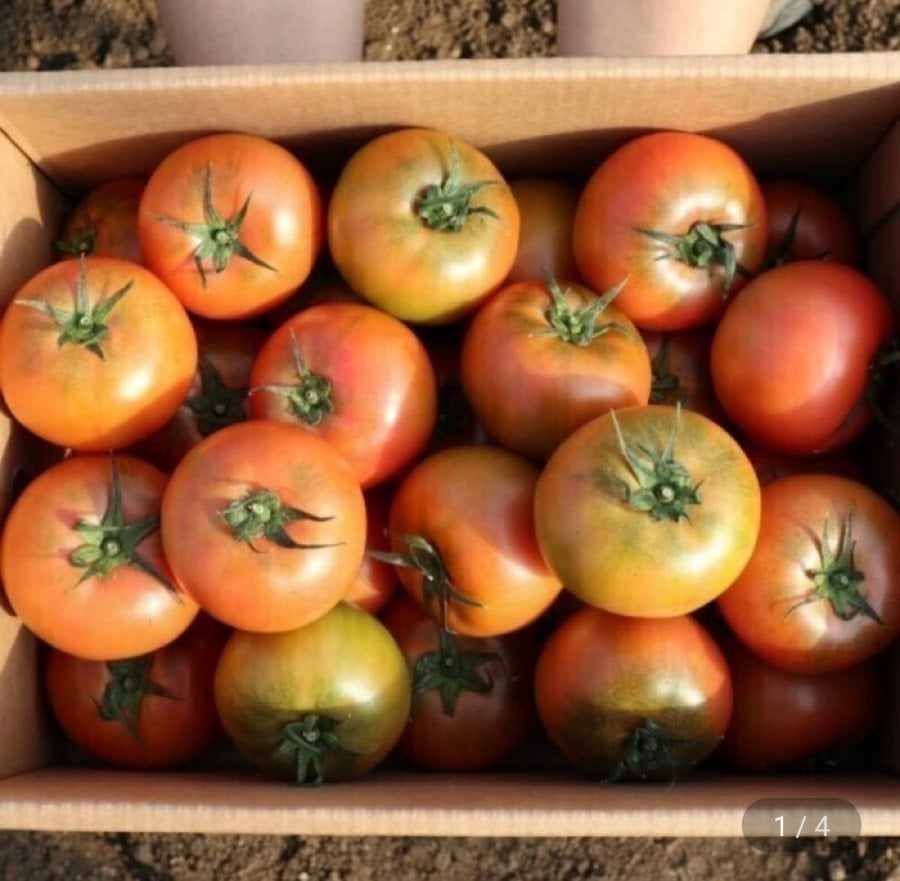 완숙 찰 토마토 중소과 2kg