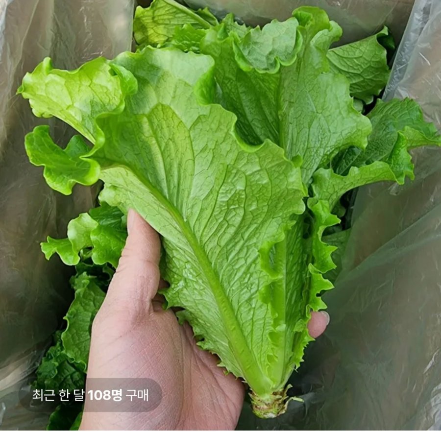 Xà lách romaine nguyên củ 1kg/2kg
