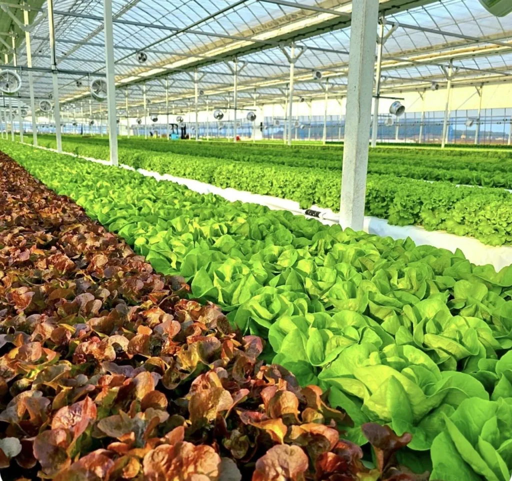 Salad xà lách Châu Âu 1kg