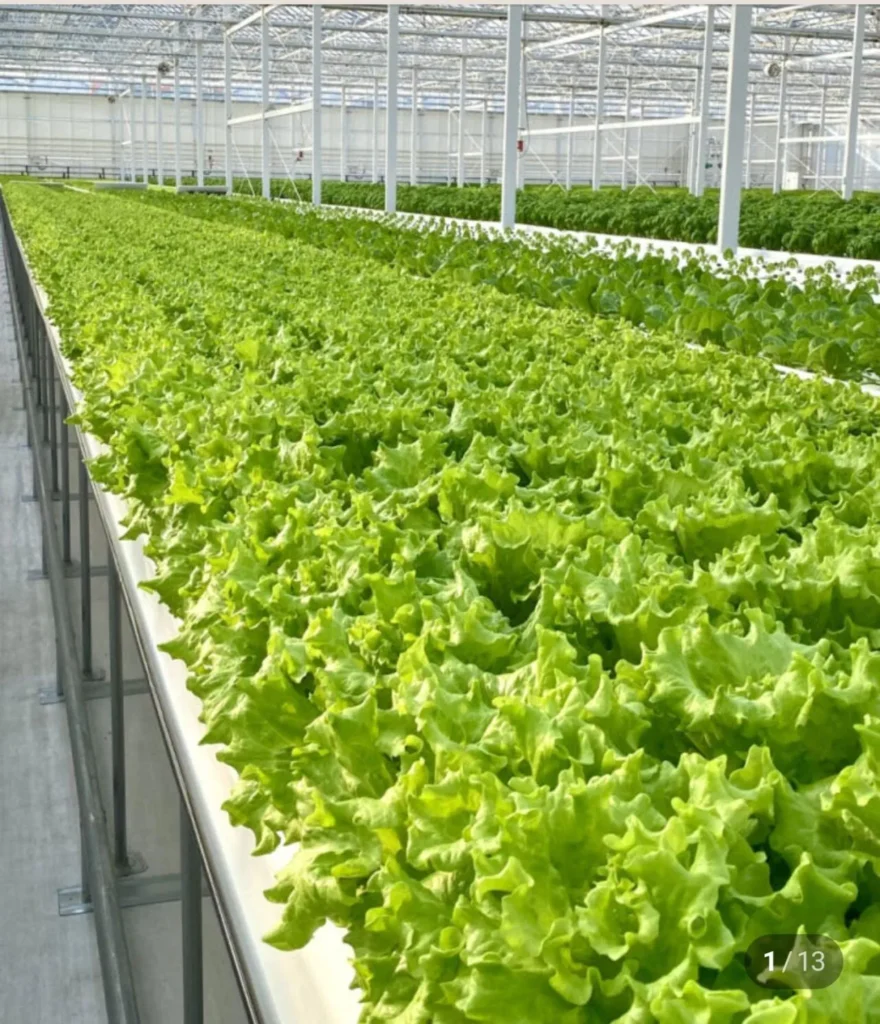 Salad Âu 1kg