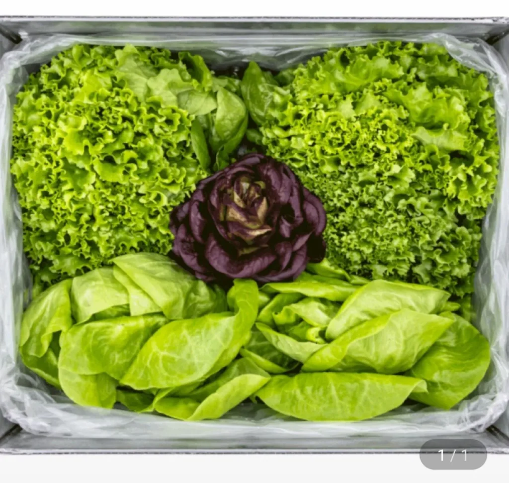 1kg rau salad kiểu Âu (4-5 loại gửi ngẫu nhiên)