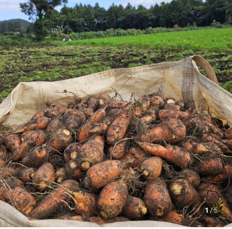 Jeju Gujwa Cà Rốt Mới King Size 5kg~