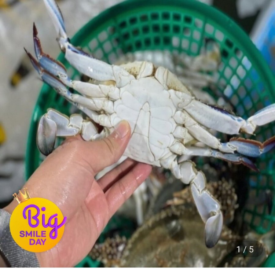 1 kg cua đực sống nội địa