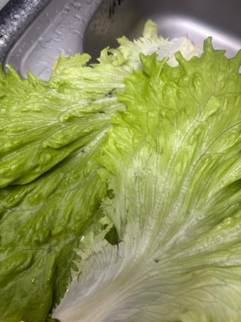 Xà lách Châu Âu trồng rau thủy canh thông minh trang trại 1kg