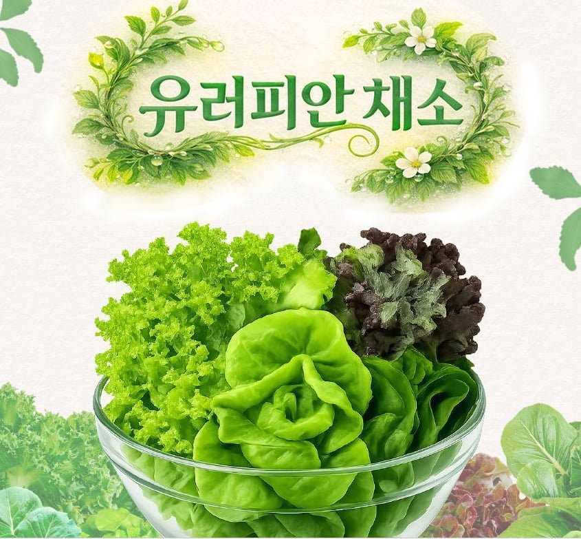 Rau salad Châu Âu không thuốc trừ sâu 1kg (3-6 loại)