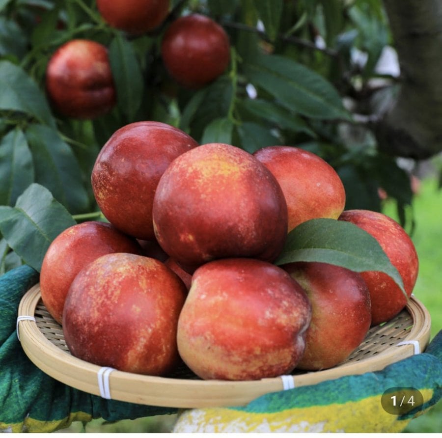 1kg đào huyền bí (9 đến 12 quả)