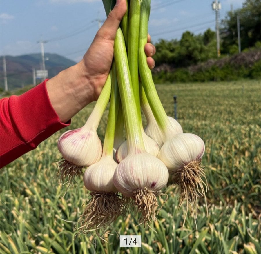 Tỏi tươi nguyên củ cỡ nhỏ đến vừa 1kg