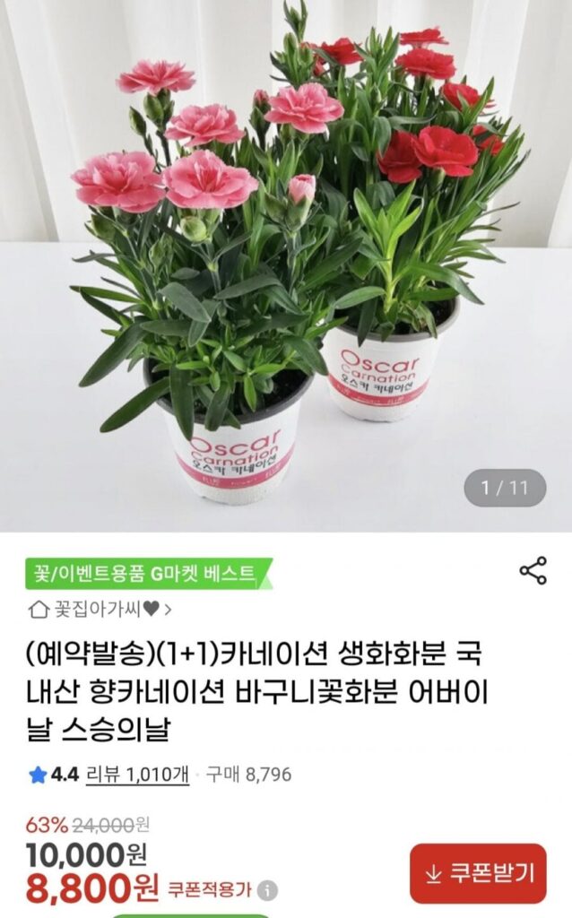 Chậu hoa cẩm chướng tươi 1+1