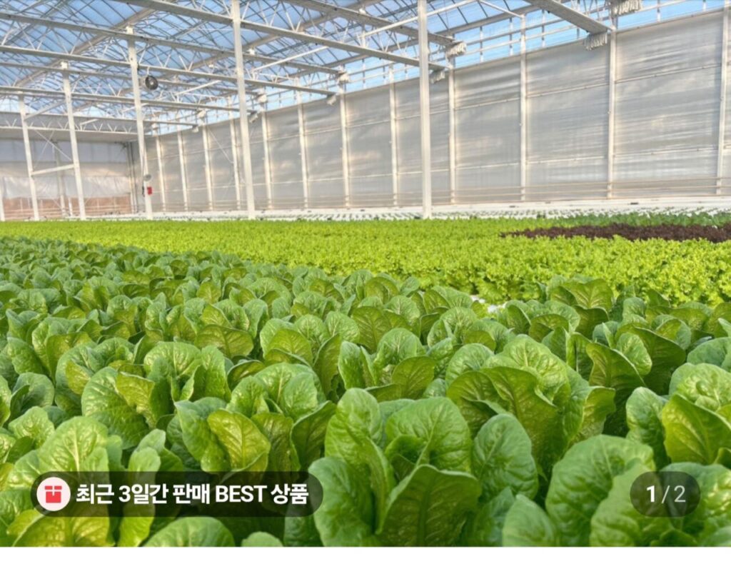 Salad Âu 1kg