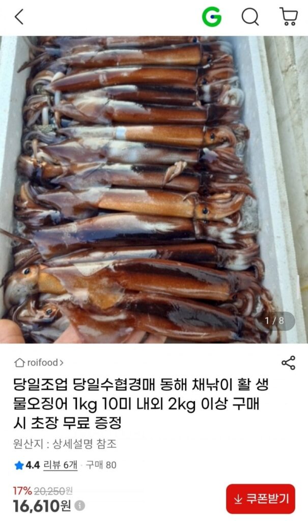 Câu cá trong ngày, câu cá biển Đông, mực sống 1kg khoảng 4-8 con