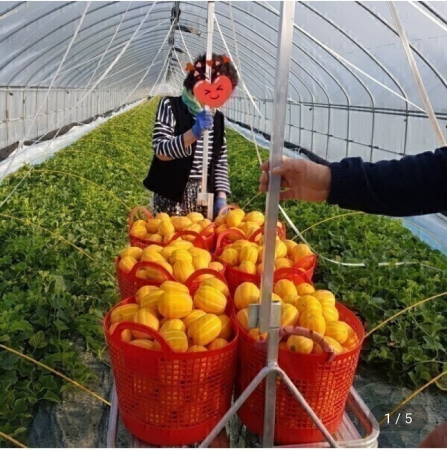 Dưa Seongju 7kg trộn tại nhà