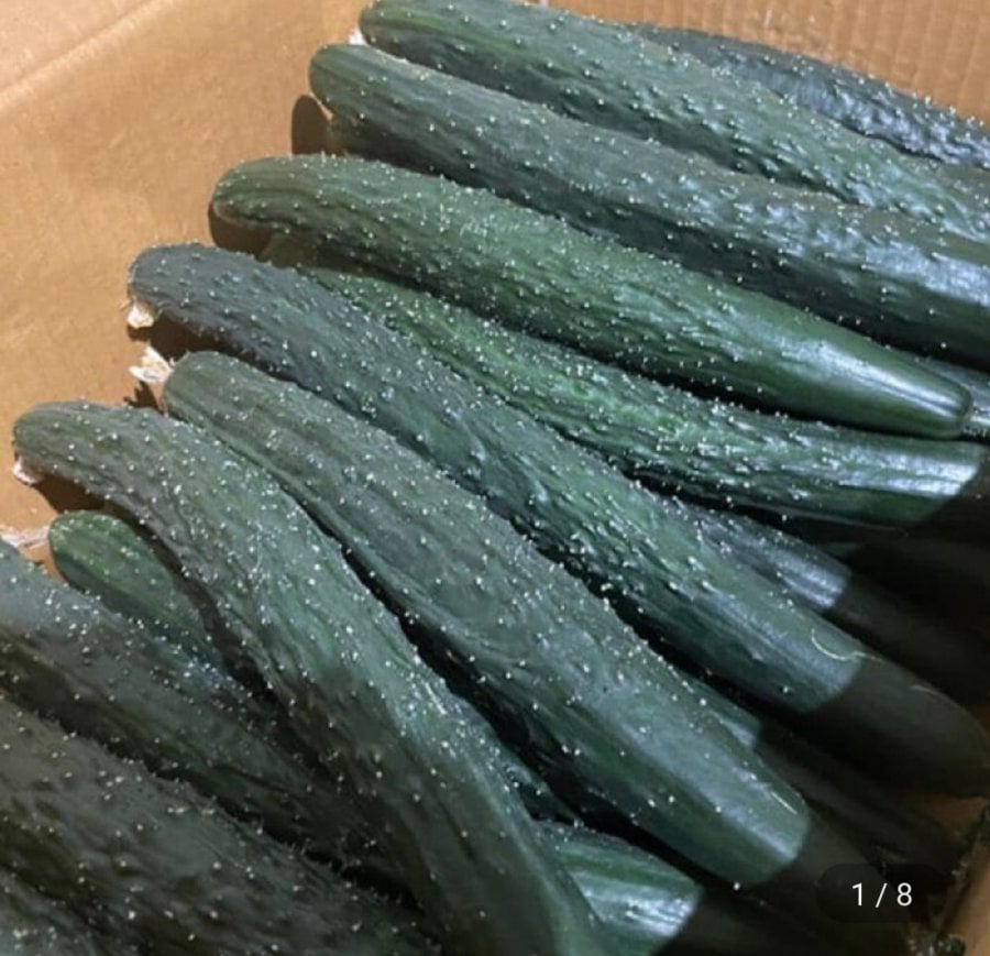 5kg dưa chuột gai