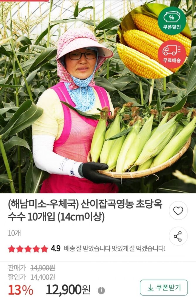 Ngô Haenam Chodang, 10 miếng, dài trên 14cm