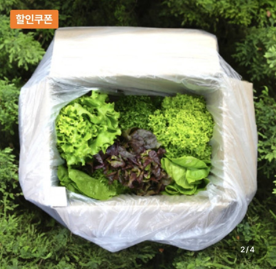 Salad Âu 1kg