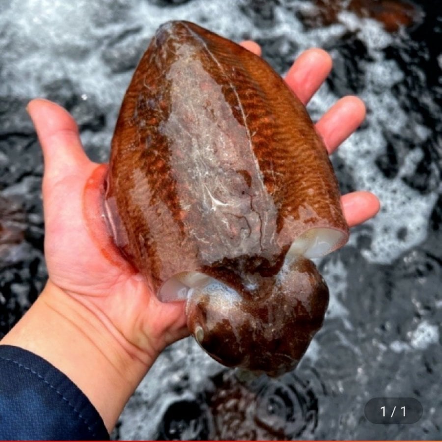 1 kg mực nang nội địa