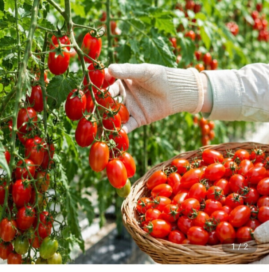Cà Chua Táo Táo Nhỏ 4kg