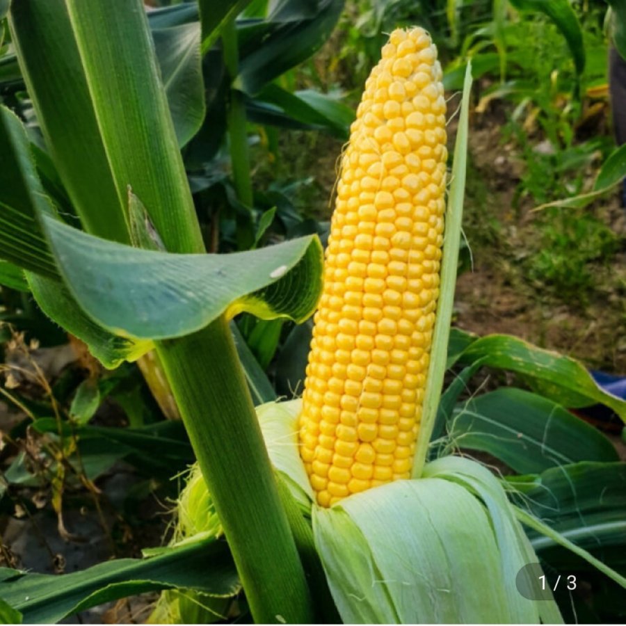 20 món ngô Chodang đặc biệt