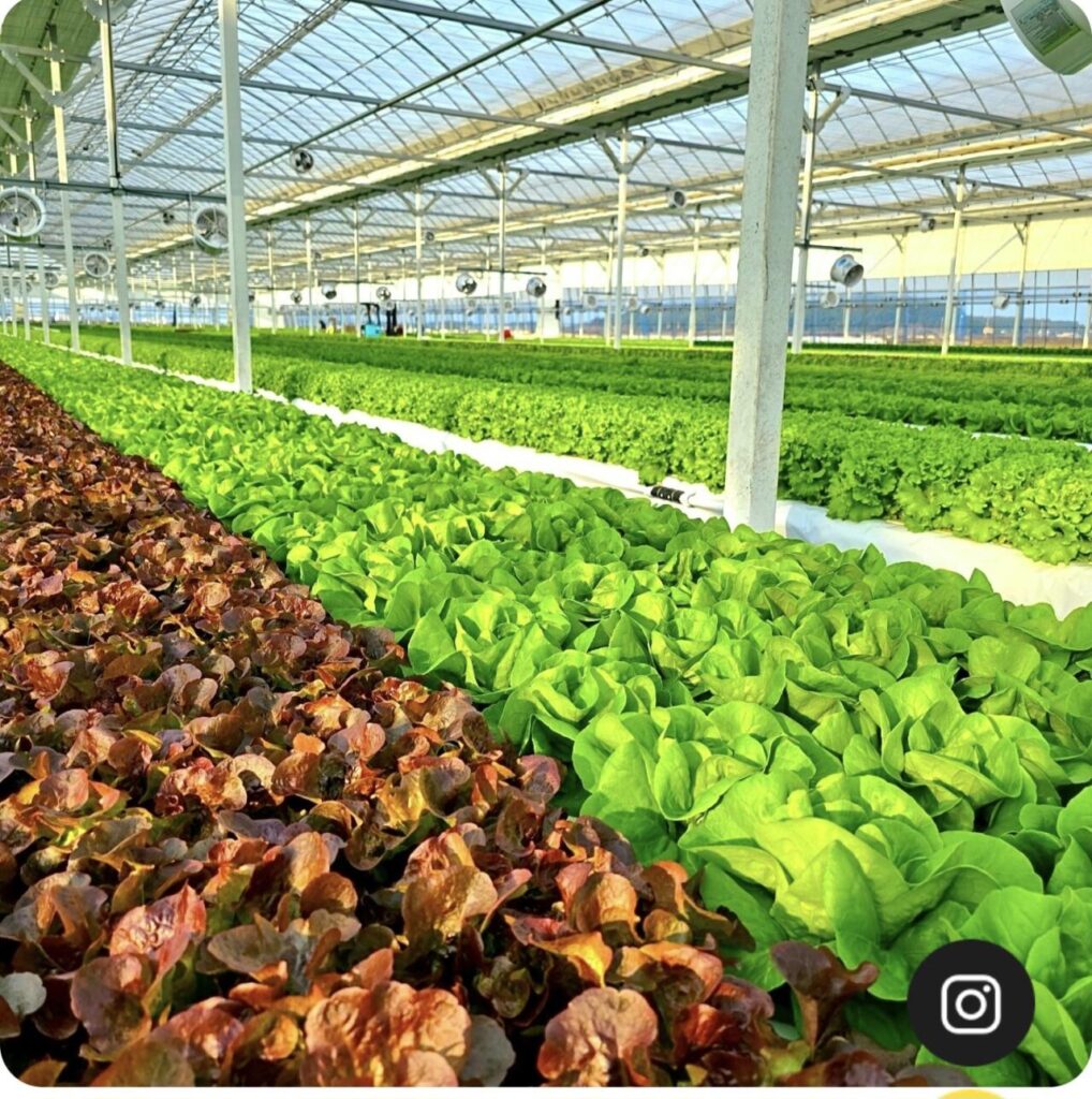 Salad xà lách Châu Âu 1kg