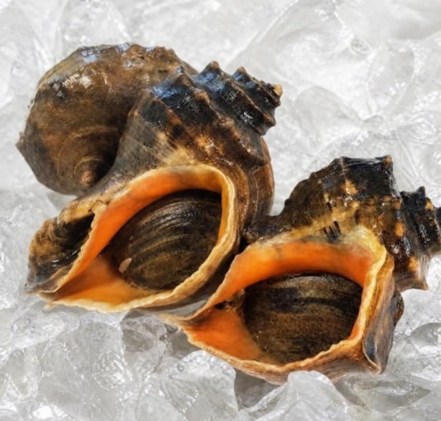 Ốc biển nội địa size lớn 1kg