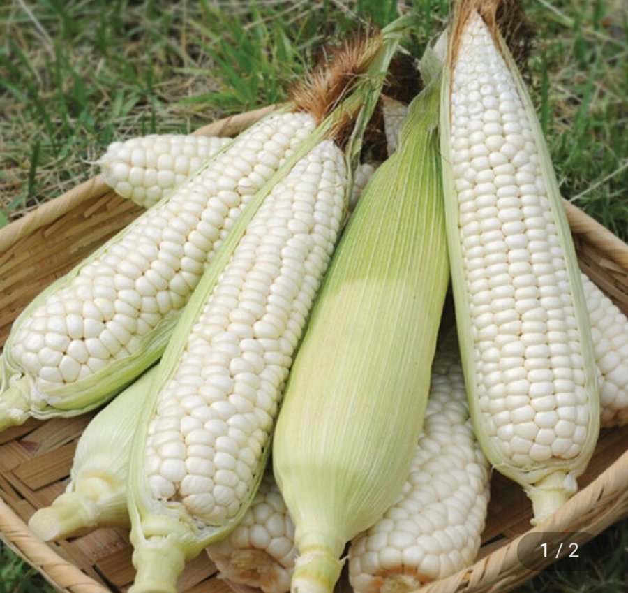 10 bắp ngô làm trắng