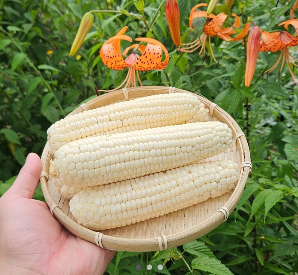 Ngô sáp làm trắng 30 miếng đặc biệt 16cm