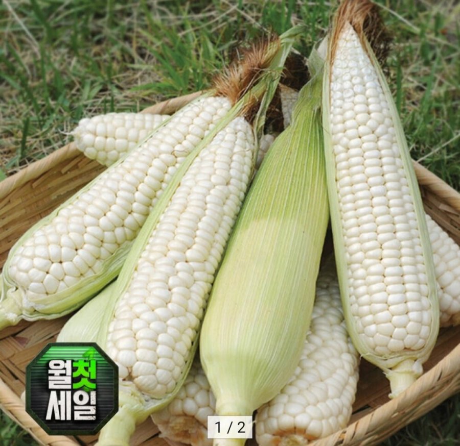 10 bắp ngô trắng trên 15cm