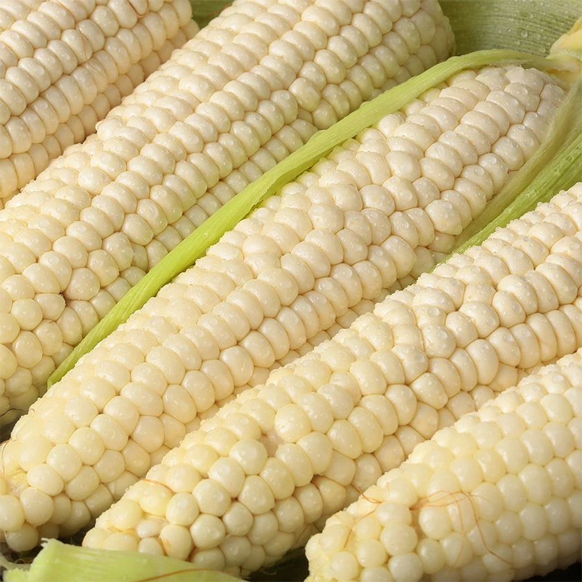 Ngô nếp trắng, trên 15cm, 2kg, 10 cái, 1 hộp