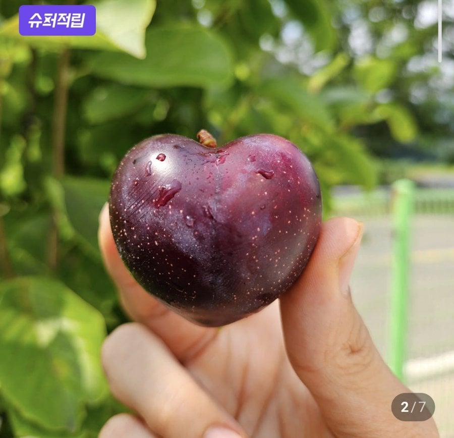 Giống mận anh đào Nadia mới 1kg, v.v.