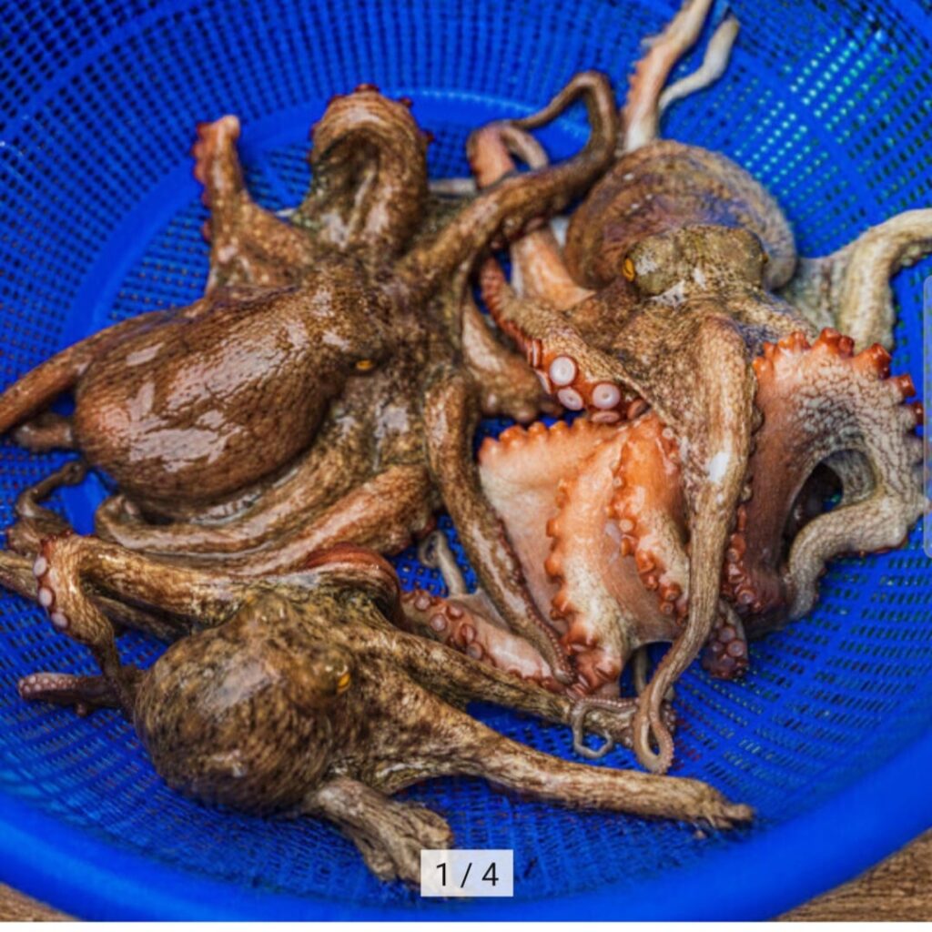 [Đấu giá] Bạch tuộc đá sống trong nước, câu cá trong ngày, 1kg 1-3 con (16.900 KRW / không vận chuyển)