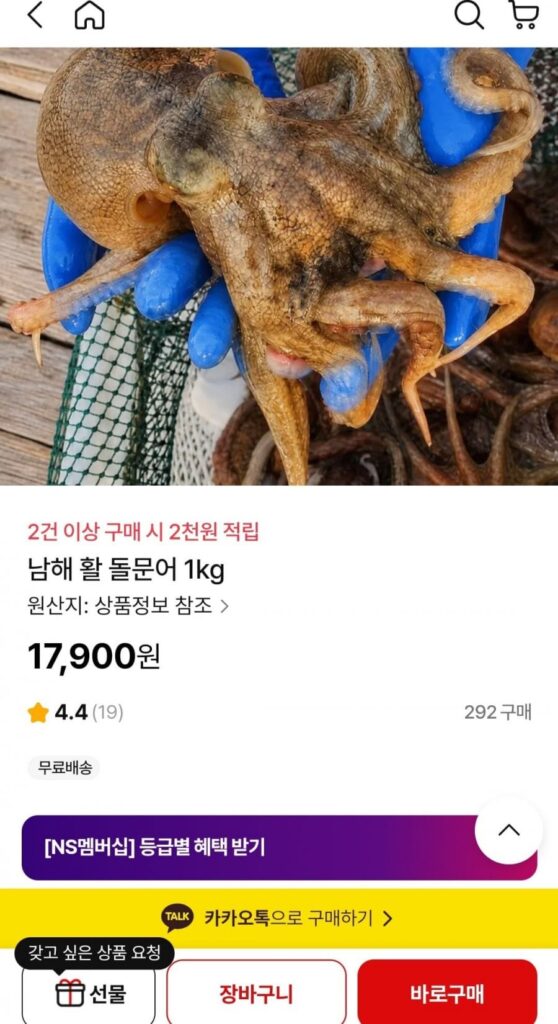 Bạch tuộc đá sống South Sea 1kg
