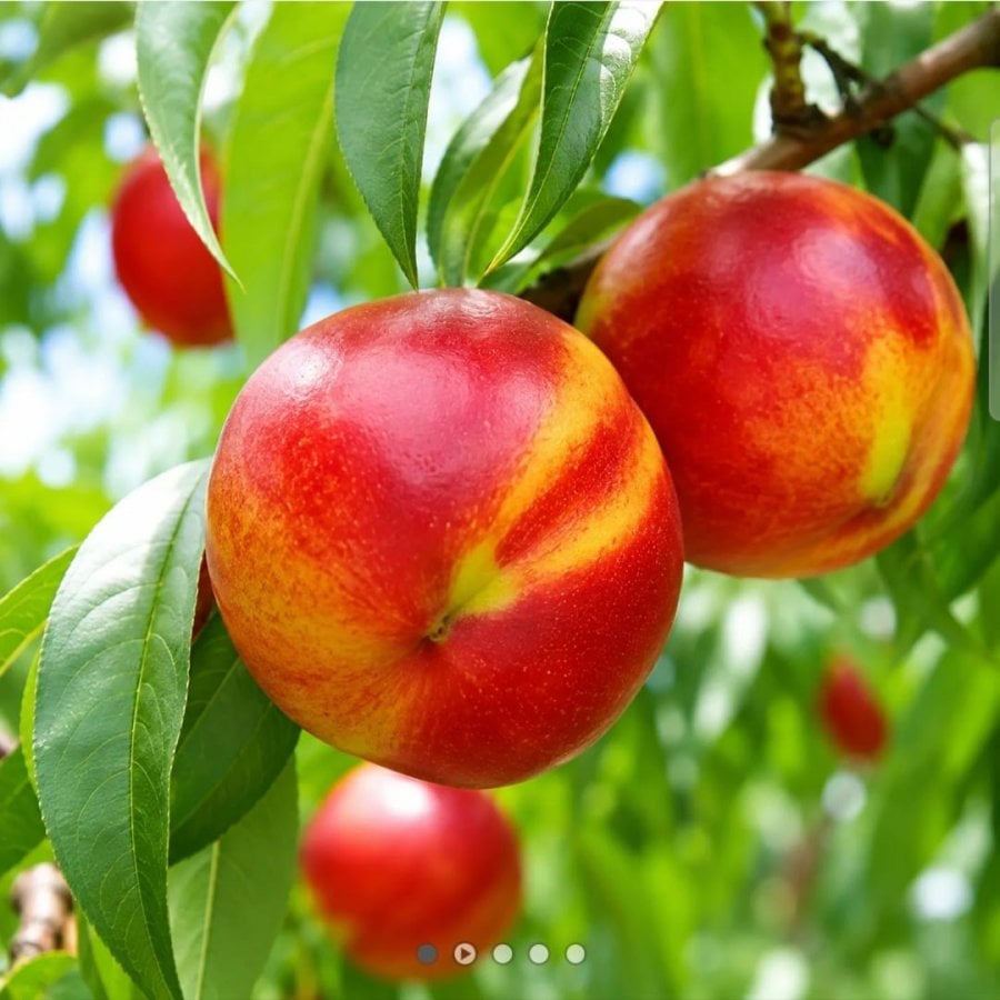 Mật hoa Bobae tỉnh Phúc Kiến 1,1kg